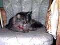 Photo of Boepoli -- the cat